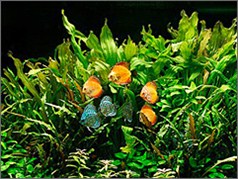 Dennis Aquarium